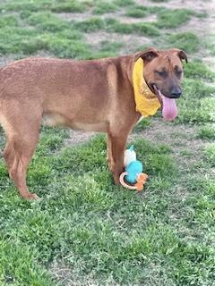 Luke Combs, a Adoptable Black Mouth Cur in Manchester, CT image 4/6
