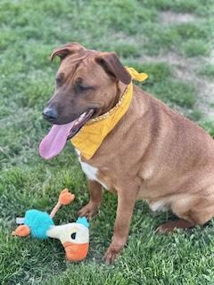 Luke Combs, a Adoptable Black Mouth Cur in Manchester, CT image 5/6