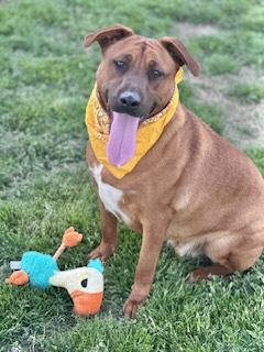 Luke Combs, a Adoptable Black Mouth Cur in Manchester, CT image 6/6