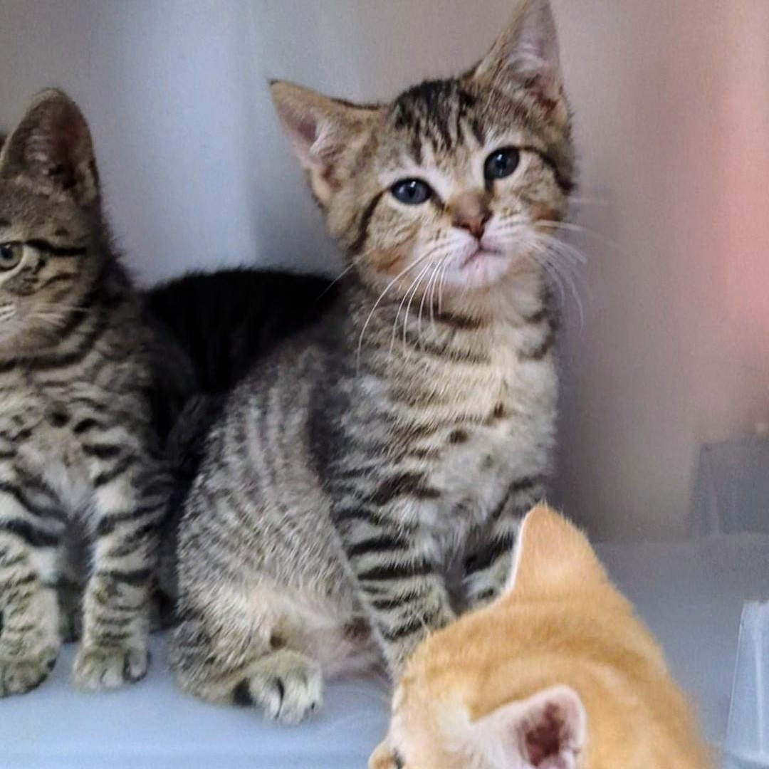 Raspberry, Baby Male Domestic Short Hair