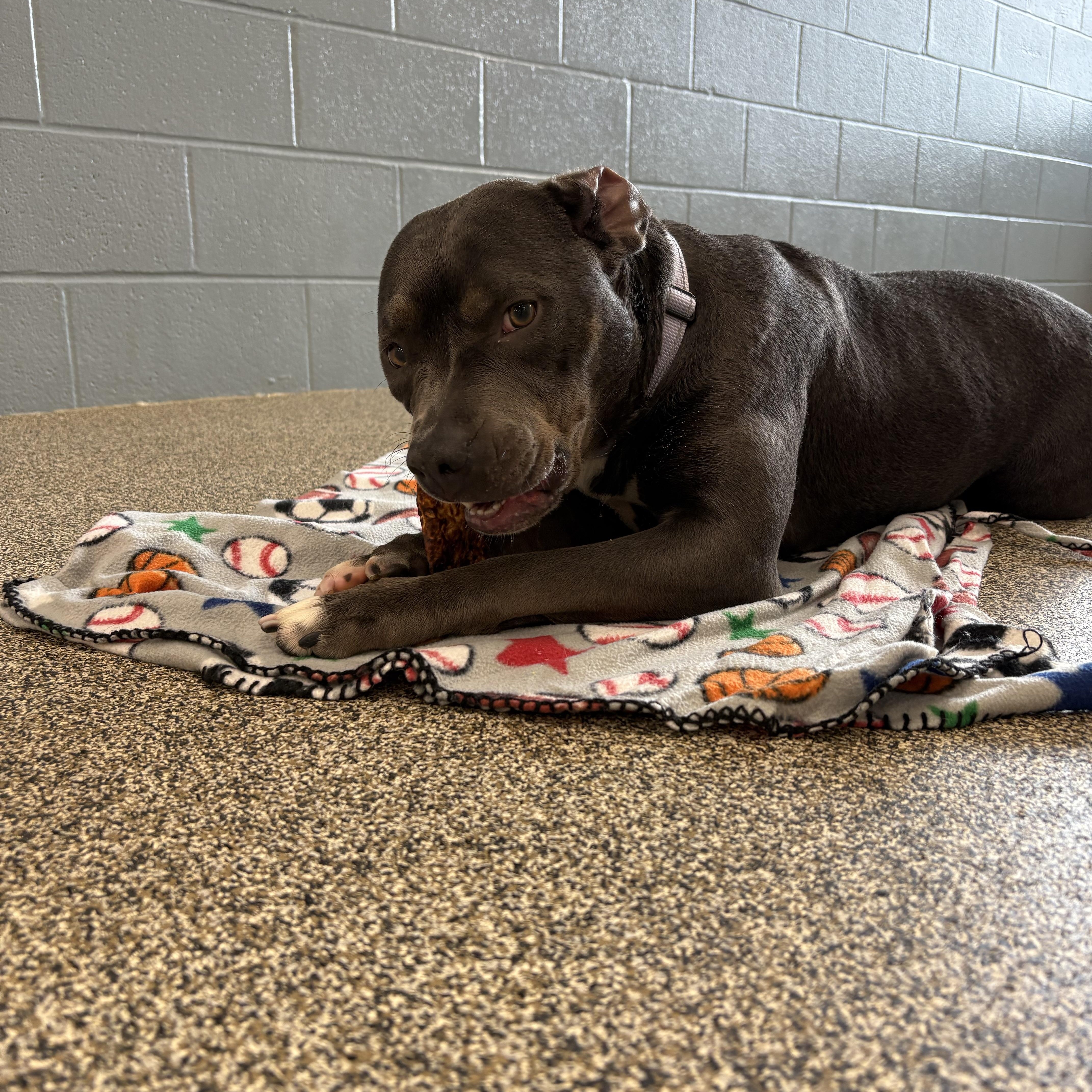 Maria, a Adoptable Pit Bull Terrier in Youngstown, OH image 1/3