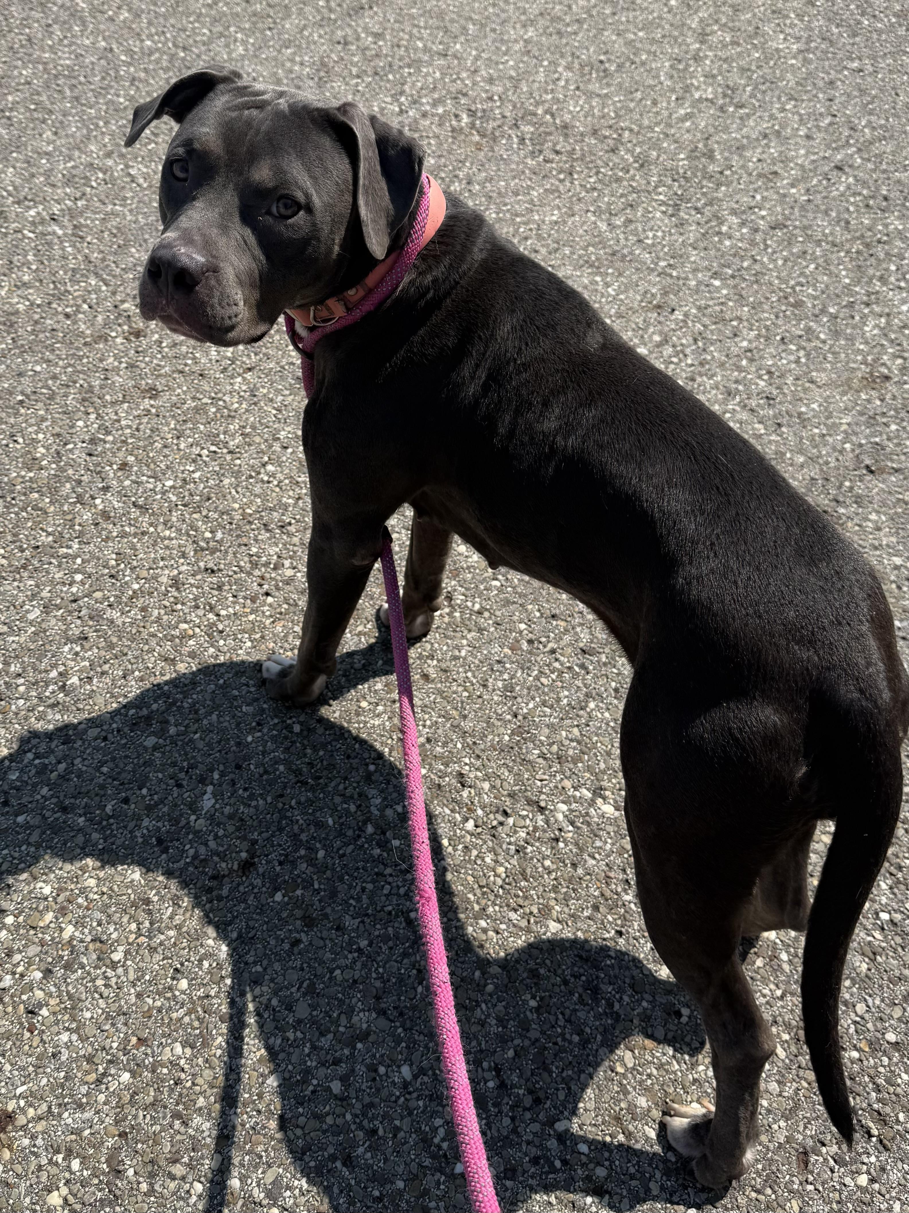 Maria, Adoptable, Adult Female Pit Bull Terrier.