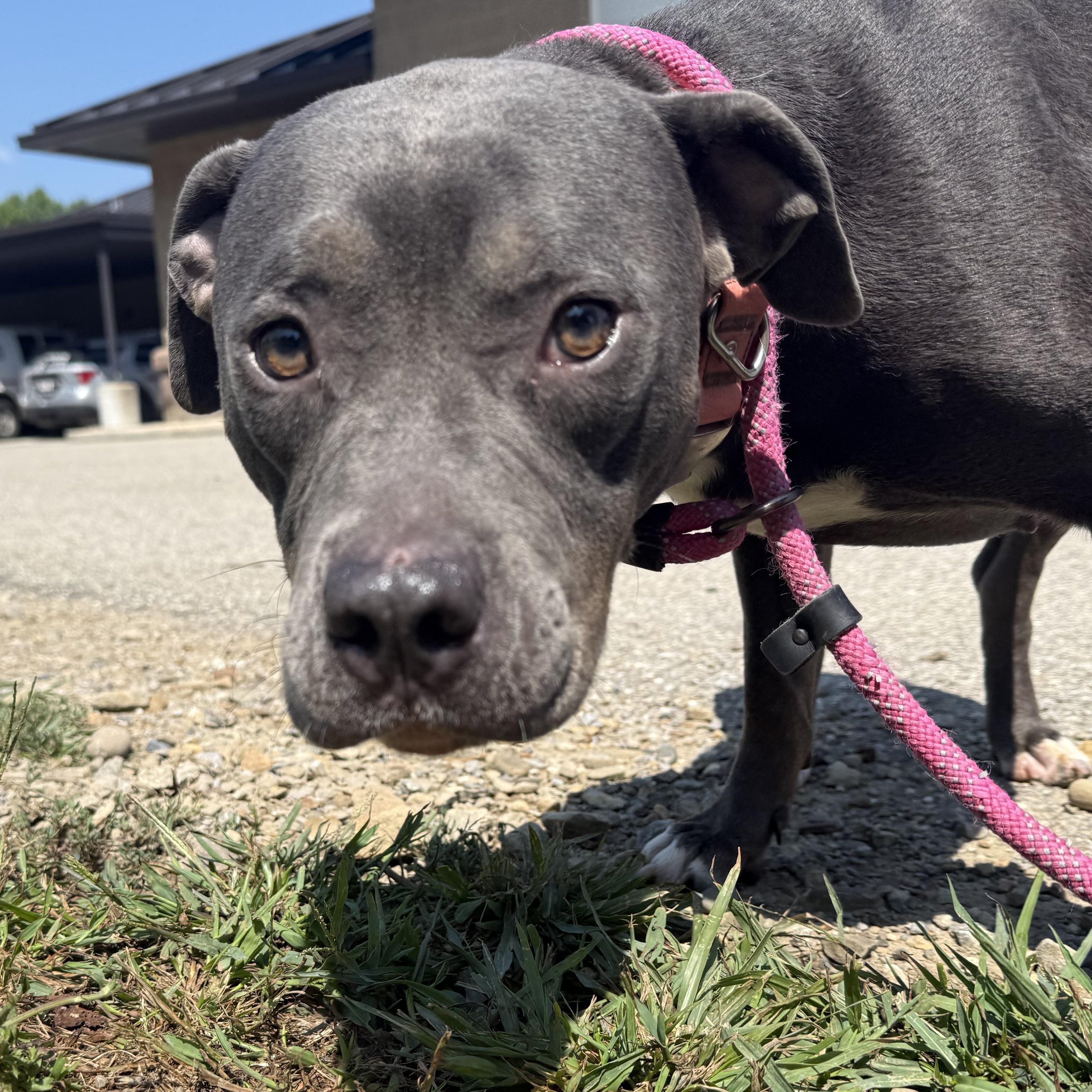 Maria, a Adoptable Pit Bull Terrier in Youngstown, OH image 3/3