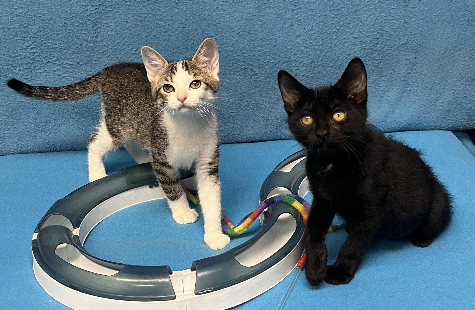 Silvio and Liliana, Adoptable, Kitten Female Domestic Short Hair.
