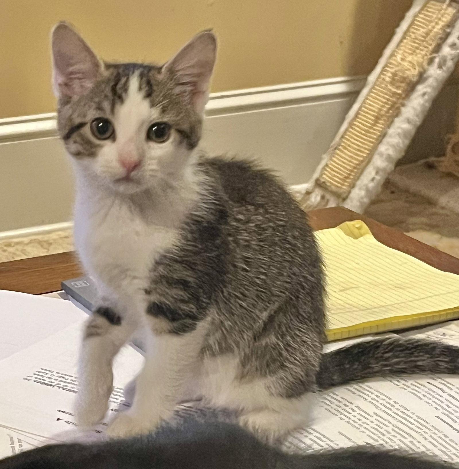 Silvio and Liliana, a Adoptable Domestic Short Hair in Shawnee, KS image 2/3