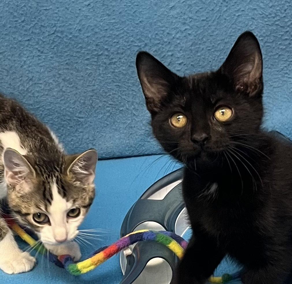Silvio and Liliana, a Adoptable Domestic Short Hair in Shawnee, KS image 3/3