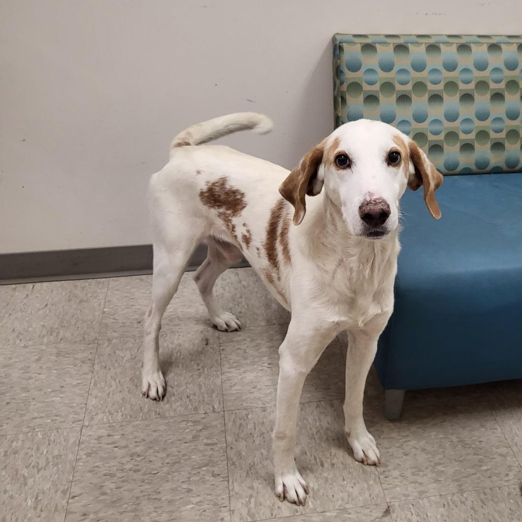Leopold, Adoptable, Adult Male Hound.