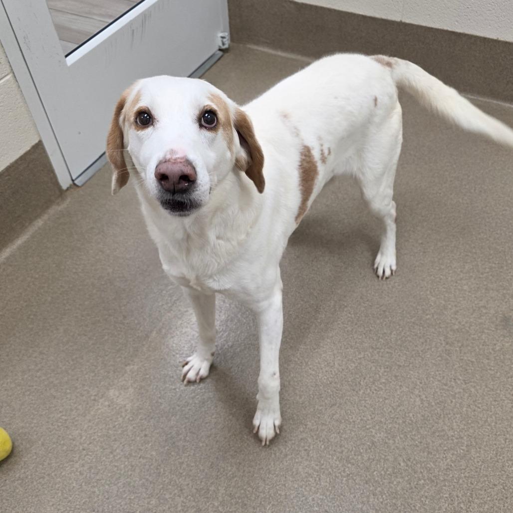 Enlarge Leopold, a Adoptable Hound in Chatham, VA image 2/5