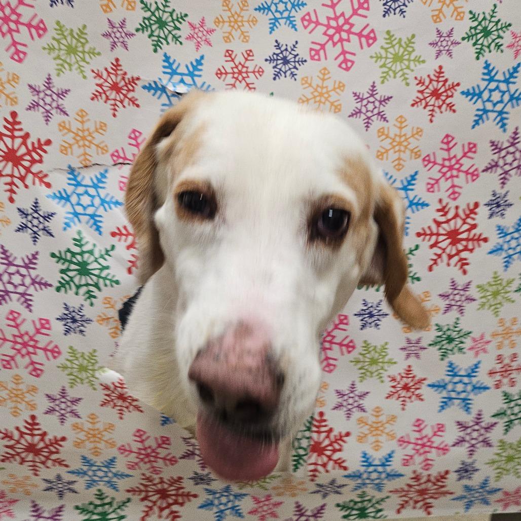 Enlarge Leopold, a Adoptable Hound in Chatham, VA image 3/5