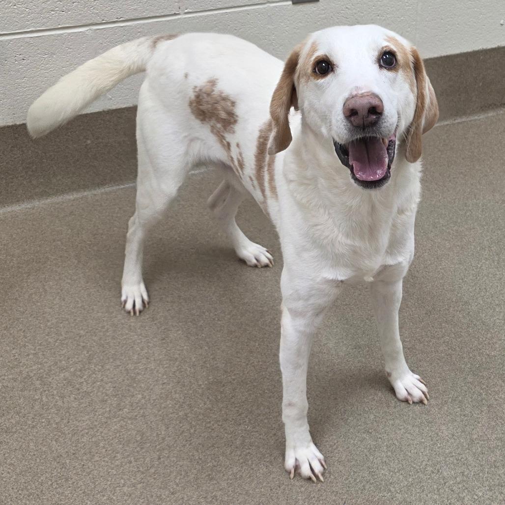 Enlarge Leopold, a Adoptable Hound in Chatham, VA image 4/5