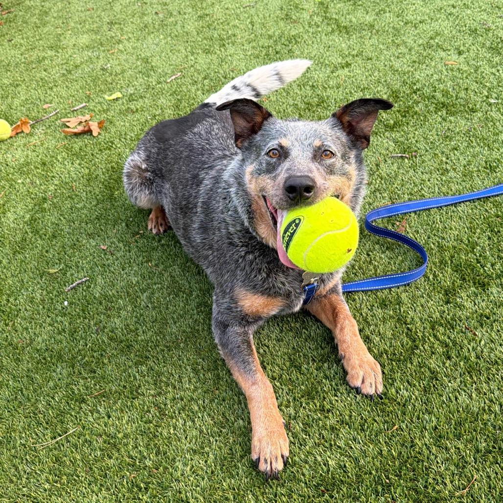 Jango, Adoptable, Adult Male Australian Cattle Dog / Blue Heeler & Australian Cattle Dog / Blue Heeler.
