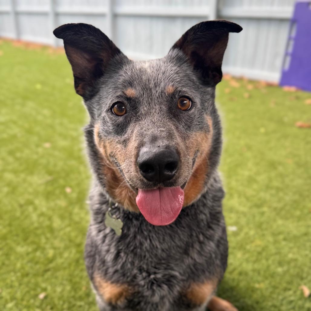 Enlarge Jango, a Adoptable mixed breed in Troy, VA image 2/6