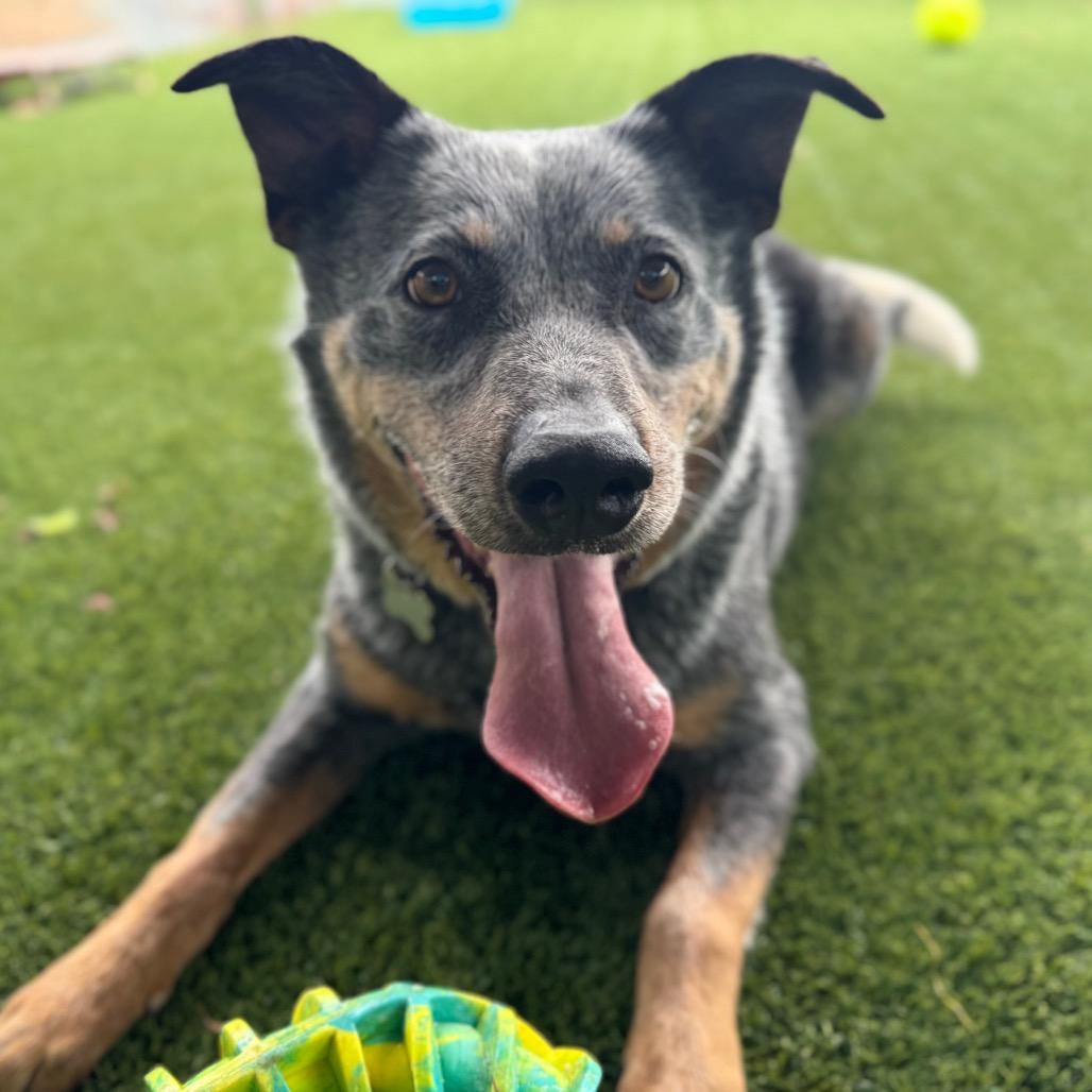 Enlarge Jango, a Adoptable mixed breed in Troy, VA image 3/6