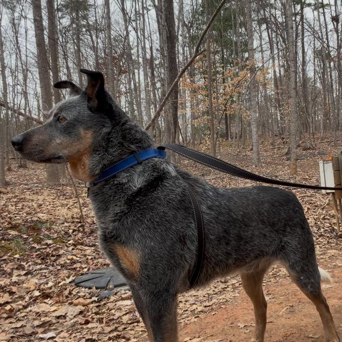 Enlarge Jango, a Adoptable mixed breed in Troy, VA image 3/6