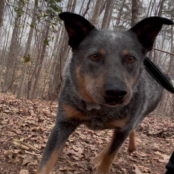 Enlarge Jango, a Adoptable mixed breed in Troy, VA image 4/6