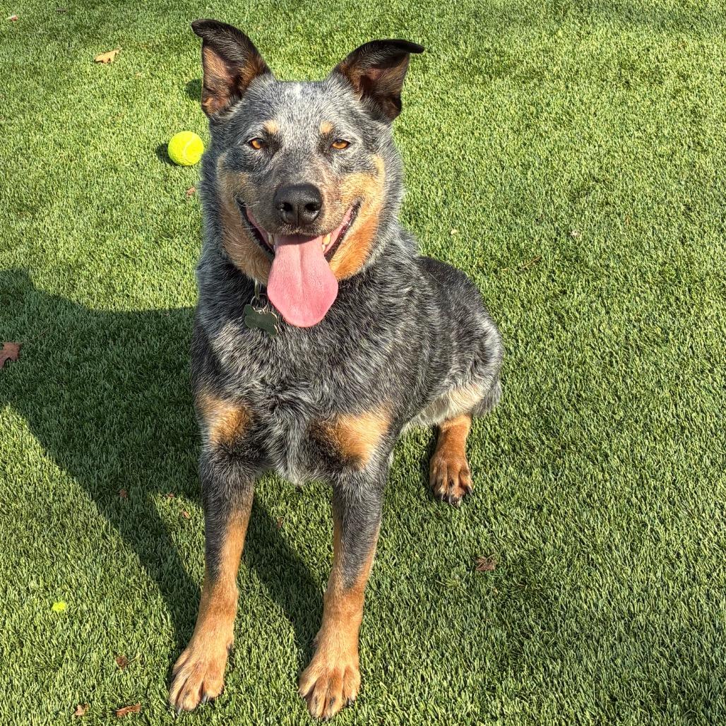 Enlarge Jango, a Adoptable mixed breed in Troy, VA image 5/6