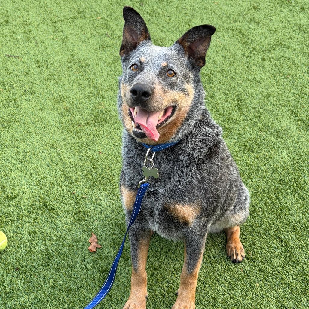 Enlarge Jango, a Adoptable mixed breed in Troy, VA image 5/6