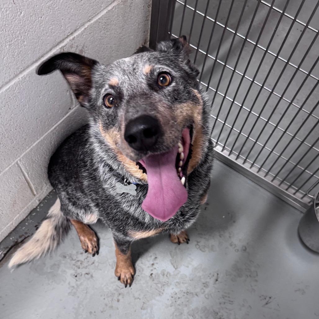 Enlarge Jango, a Adoptable mixed breed in Troy, VA image 6/6