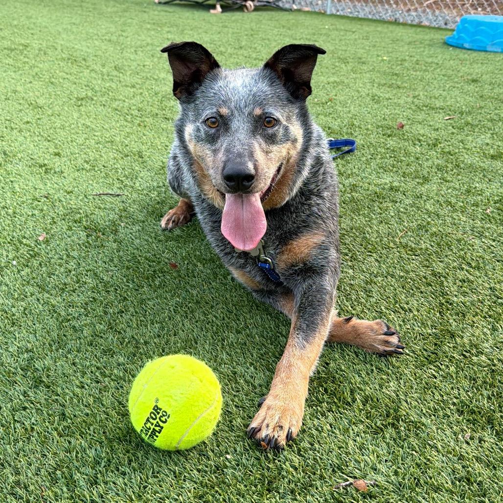 Enlarge Jango, a Adoptable mixed breed in Troy, VA image 6/6
