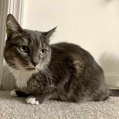 Mere, an adoptable Domestic Short Hair in Fairfax Station, VA, 22039 | Photo Image 5