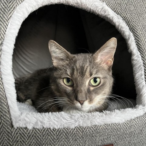 Mere, an adoptable Domestic Short Hair in Fairfax Station, VA, 22039 | Photo Image 1