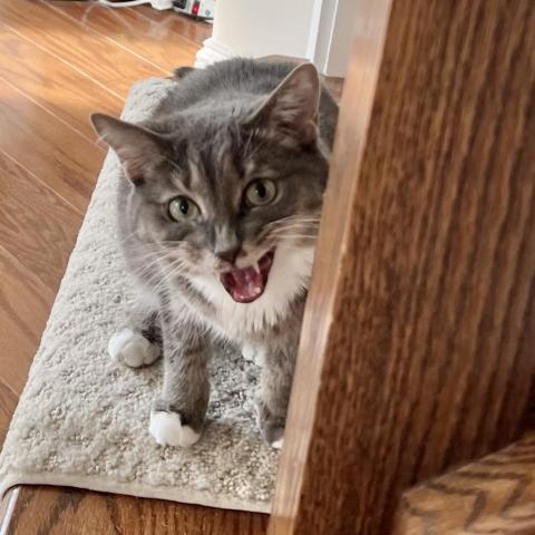 Mere, an adoptable Domestic Short Hair in Fairfax Station, VA, 22039 | Photo Image 3