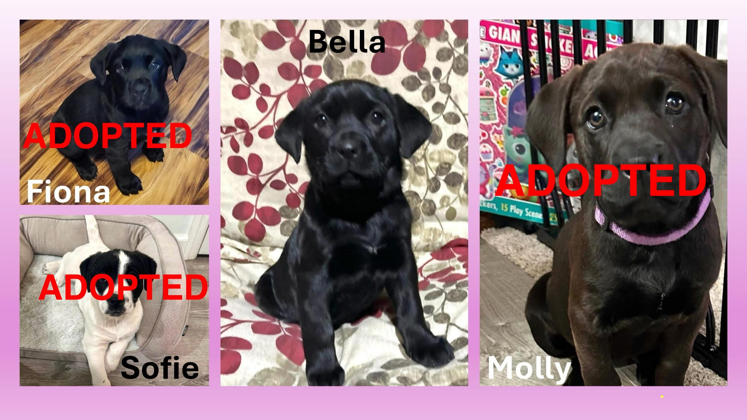 Bella, Adopted, Puppy Female Labrador Retriever.