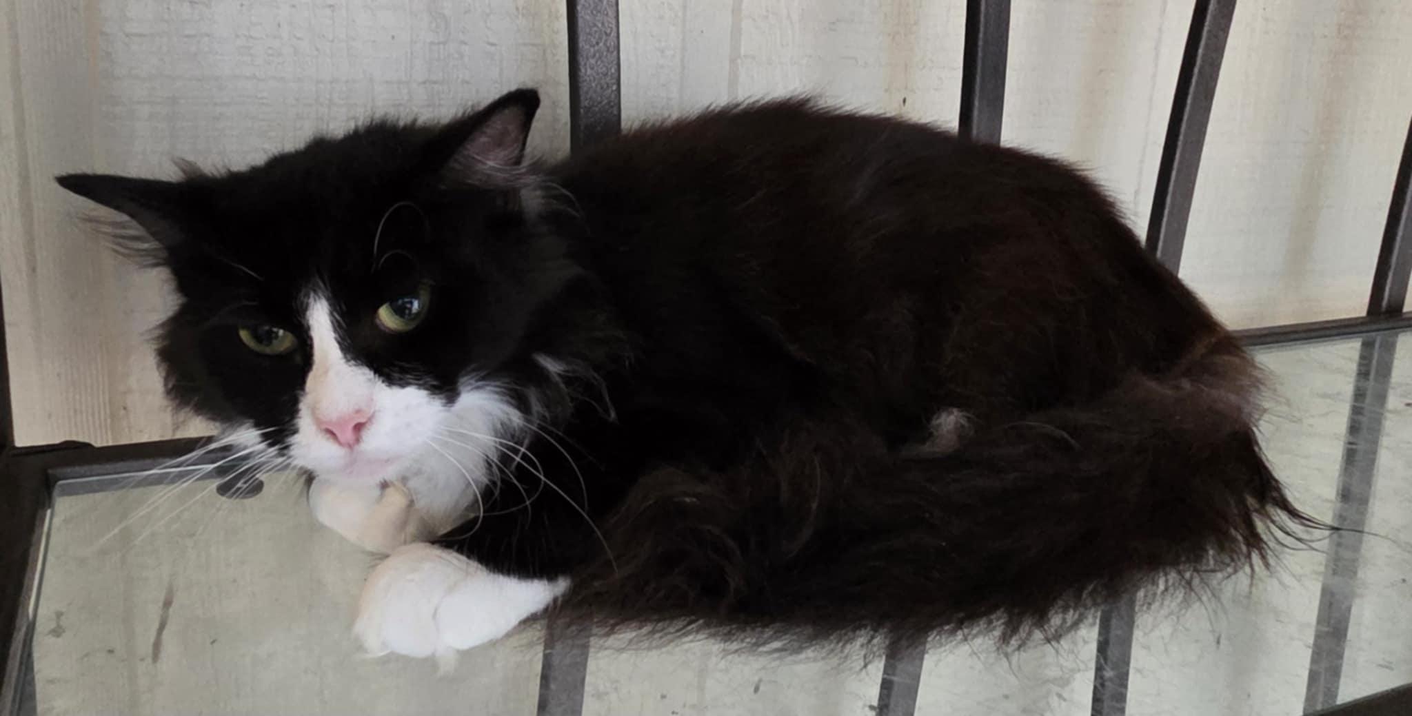 Julietta, a Adoptable Domestic Short Hair in Warner Robins, GA image 1/3