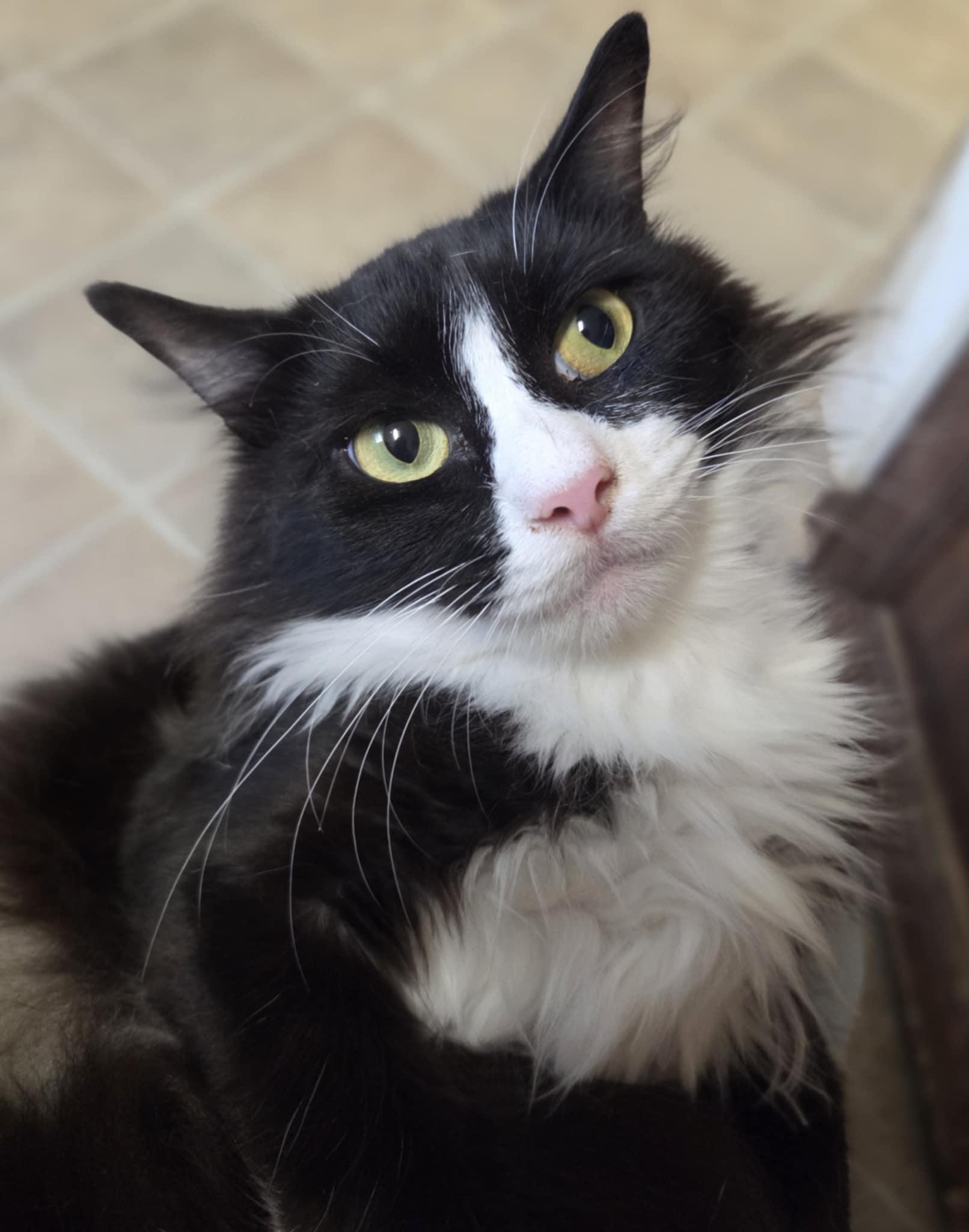 Julietta, a Adoptable Domestic Short Hair in Warner Robins, GA image 2/3