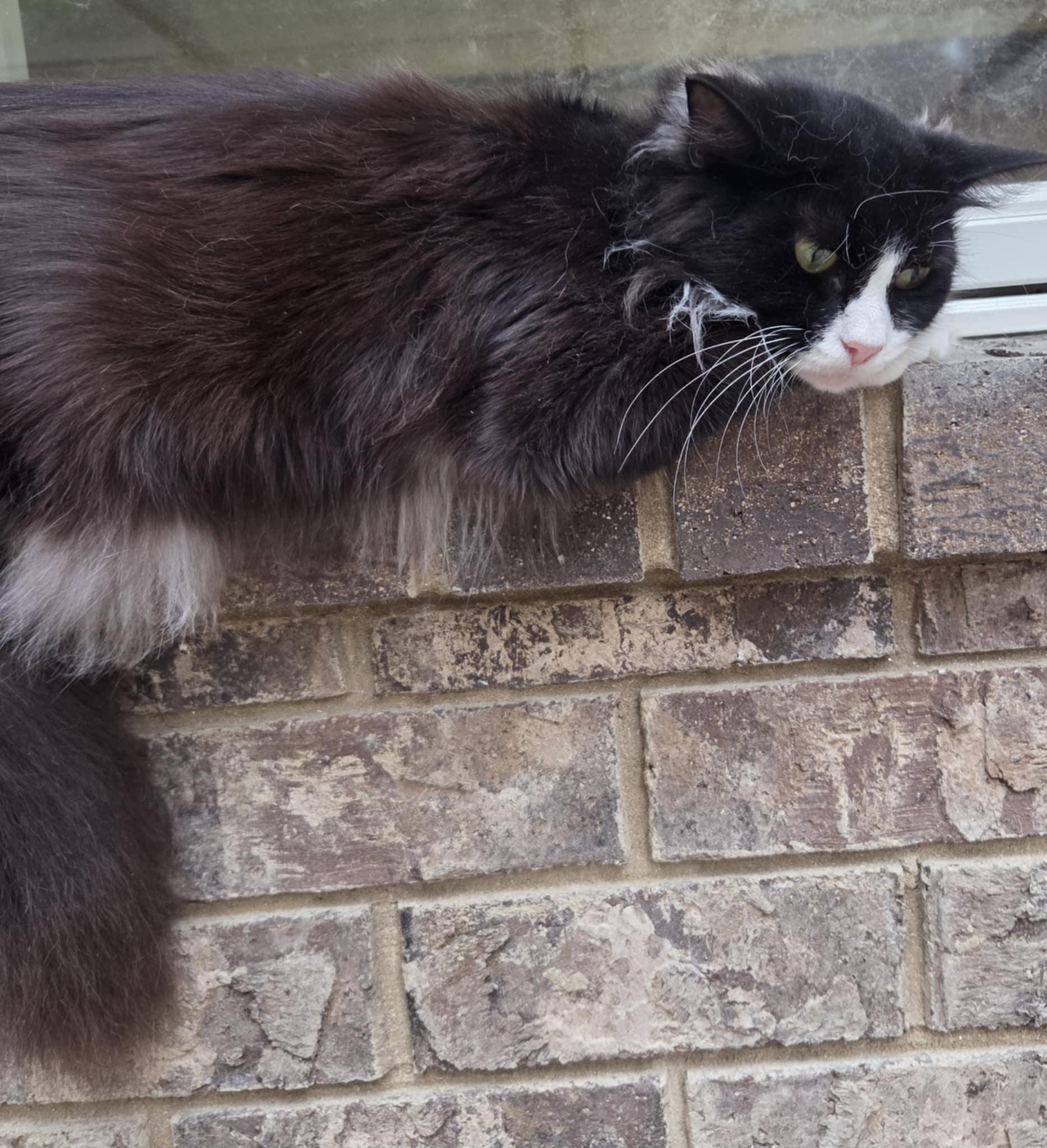 Julietta, a Adoptable Domestic Short Hair in Warner Robins, GA image 3/3