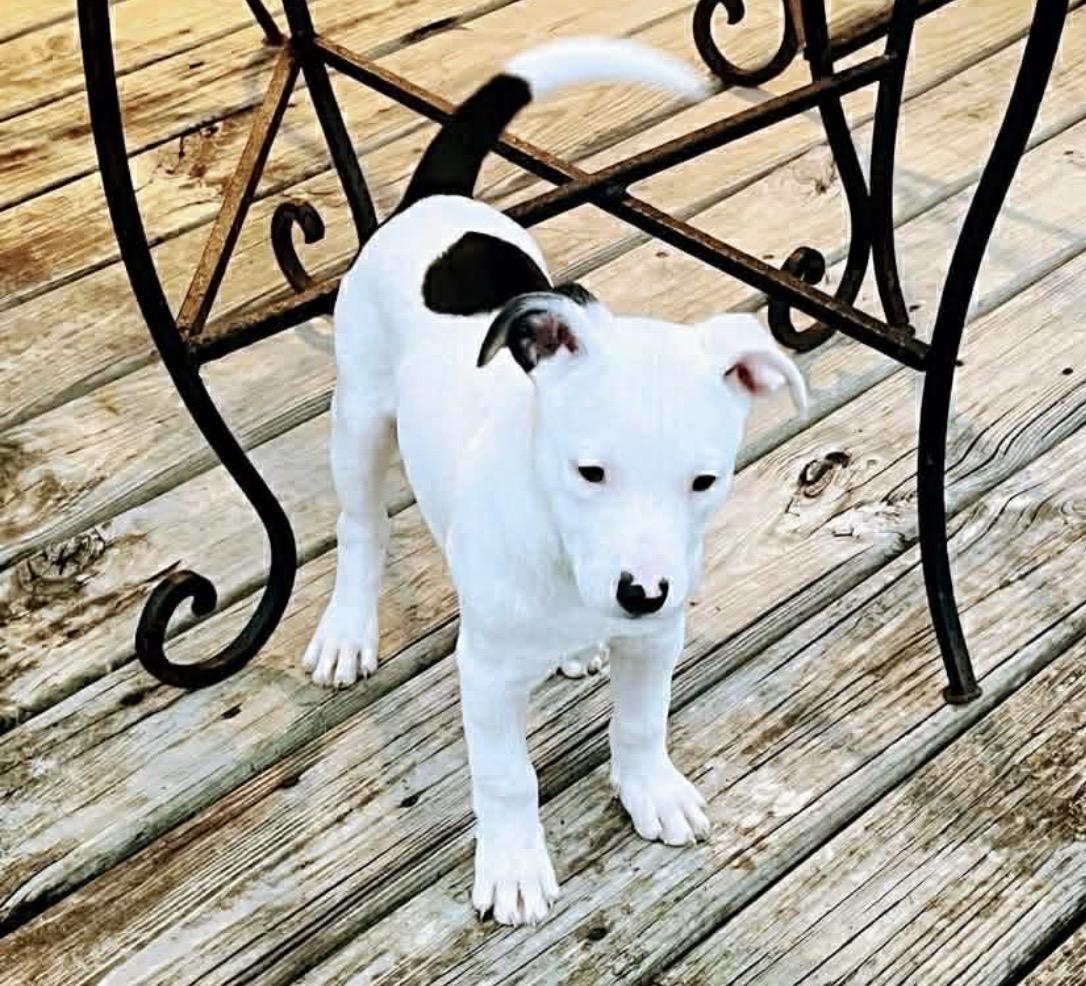 Enlarge Oreo, a Adoptable American Staffordshire Terrier in Nashville, TN image 6/6