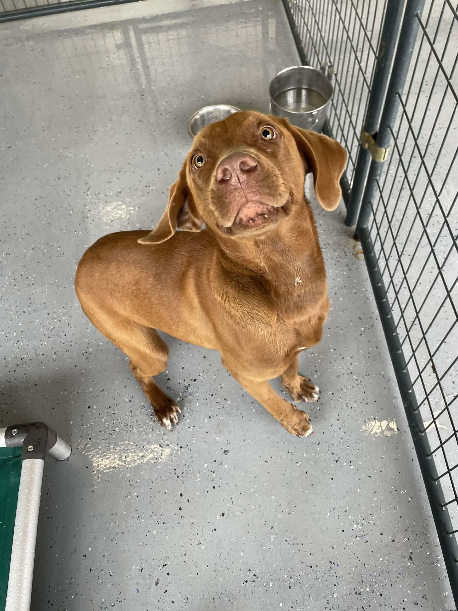 Enlarge Dean, a ADOPTABLE mixed breed in Bishopville, SC image 1/1