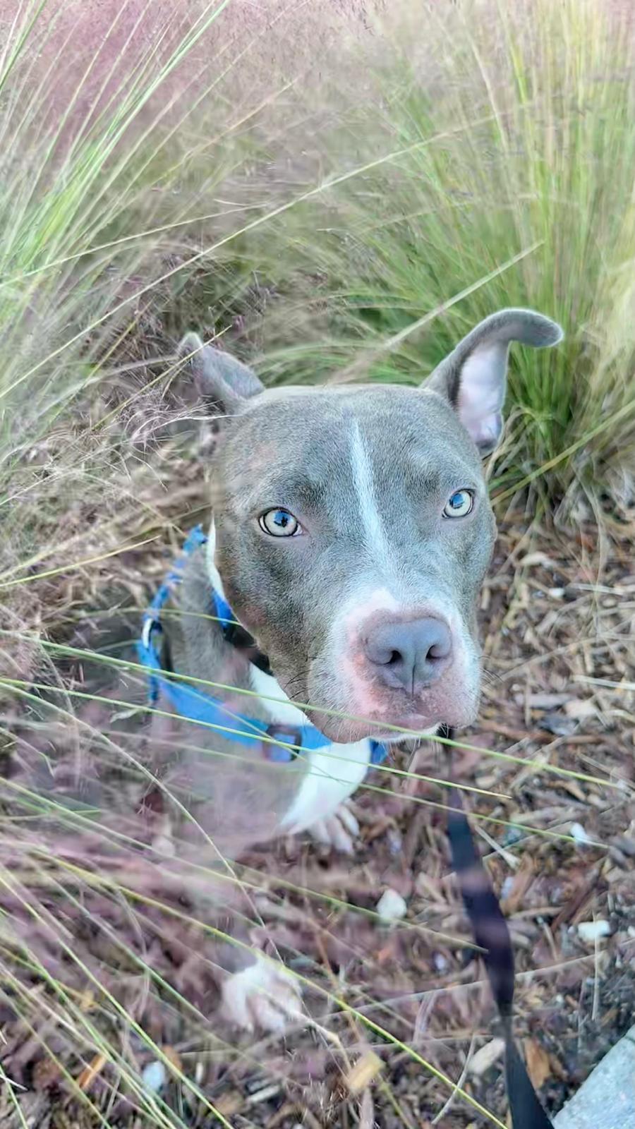 Jett, Adoptable, Young Male Staffordshire Bull Terrier & Bull Terrier.