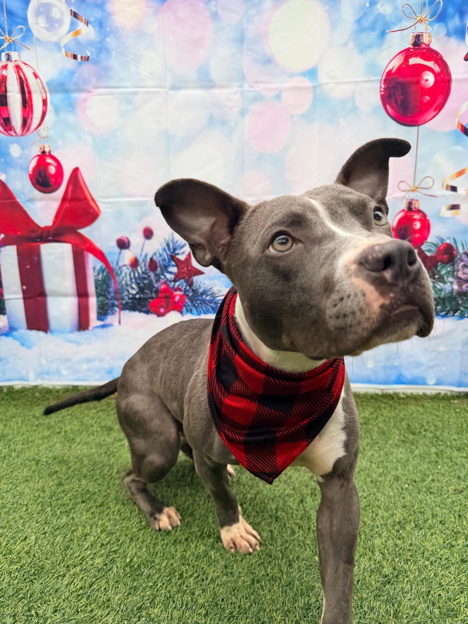 Jett, Adoptable, Young Male Staffordshire Bull Terrier & Bull Terrier.