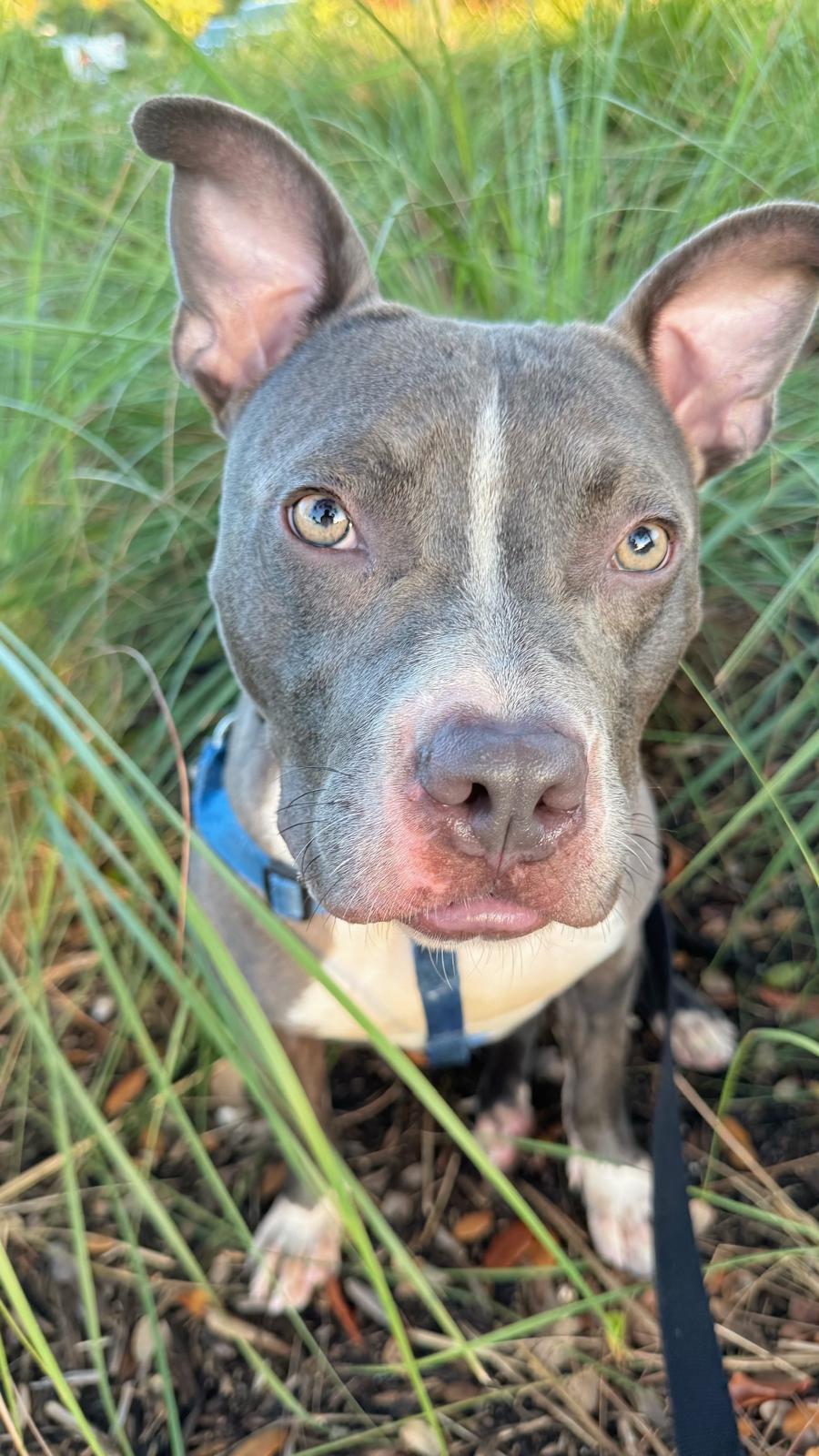 Jett, Adoptable, Young Male Staffordshire Bull Terrier & Bull Terrier.