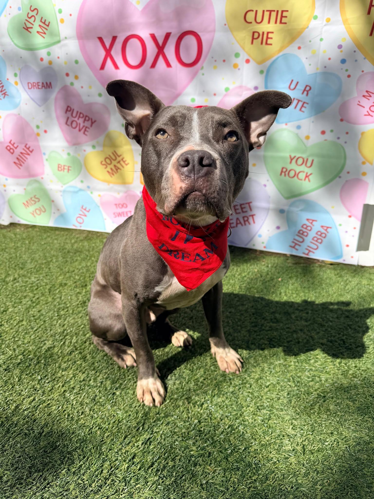 Jett, Adoptable, Young Male Staffordshire Bull Terrier & Bull Terrier.