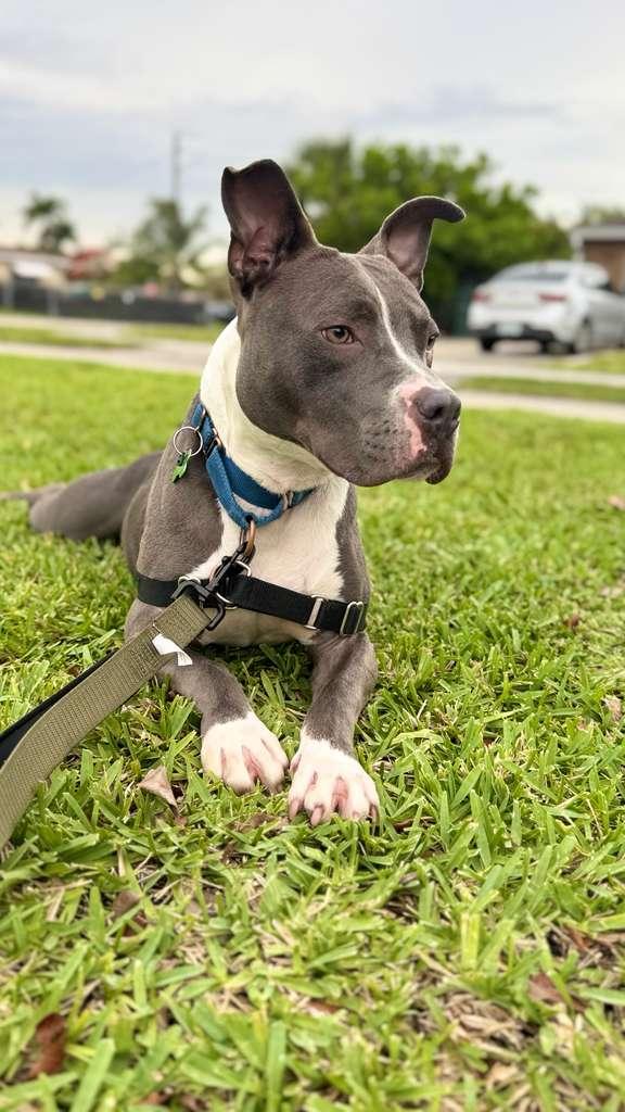 Jett, Adoptable, Young Male Staffordshire Bull Terrier & Bull Terrier.