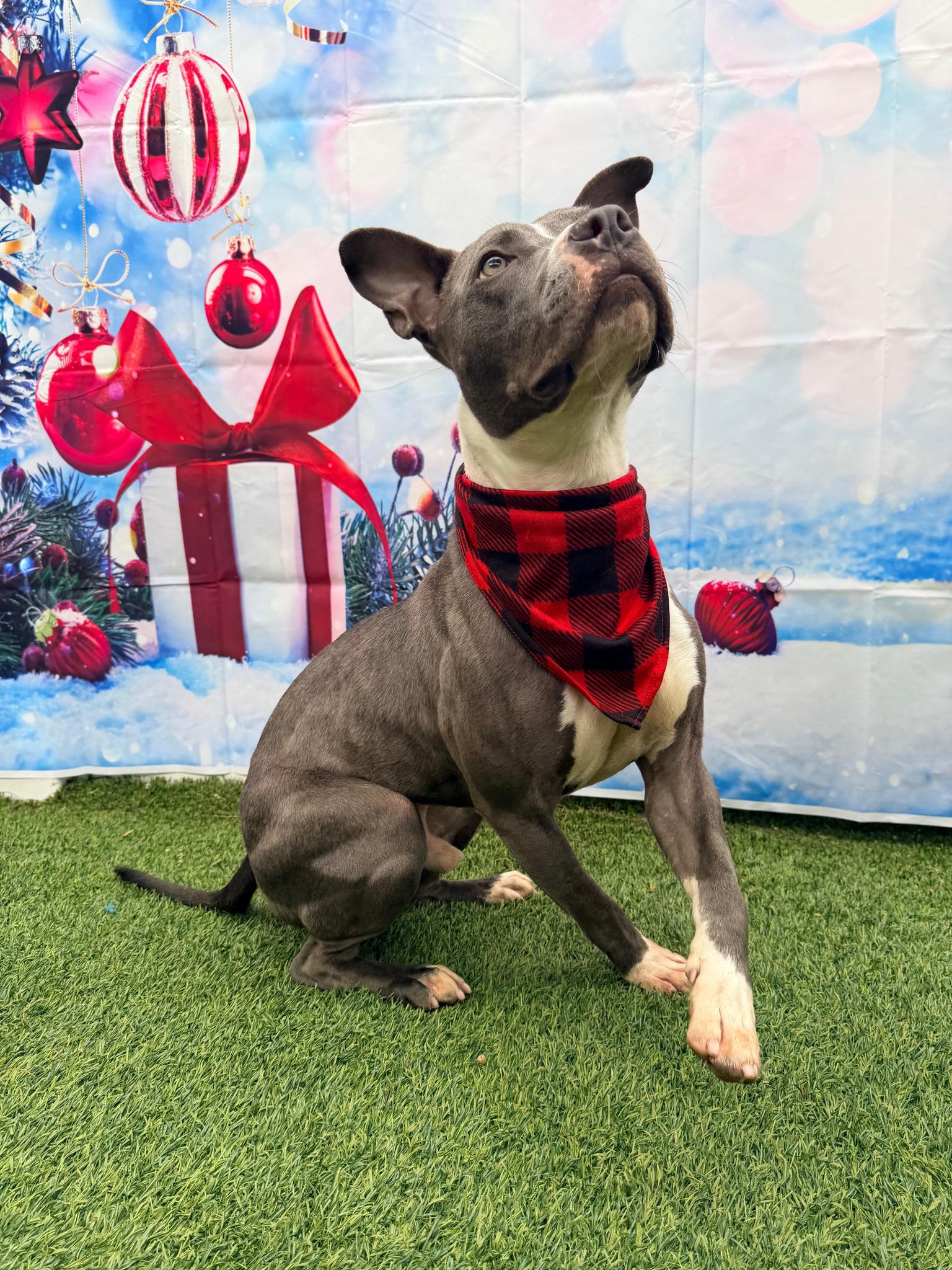 Jett, a Adoptable mixed breed in Pompano Beach, FL image 1/3