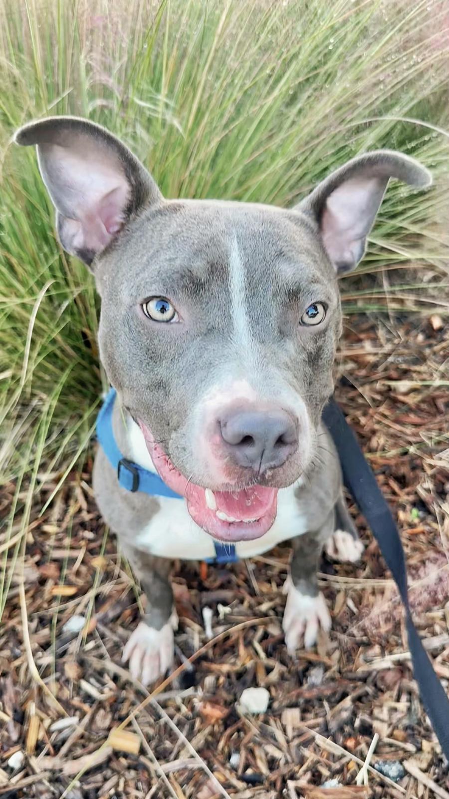 Jett, a Adoptable mixed breed in Pompano Beach, FL image 3/3