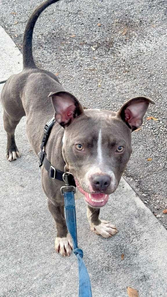 Jett, a Adoptable mixed breed in Pompano Beach, FL image 2/3