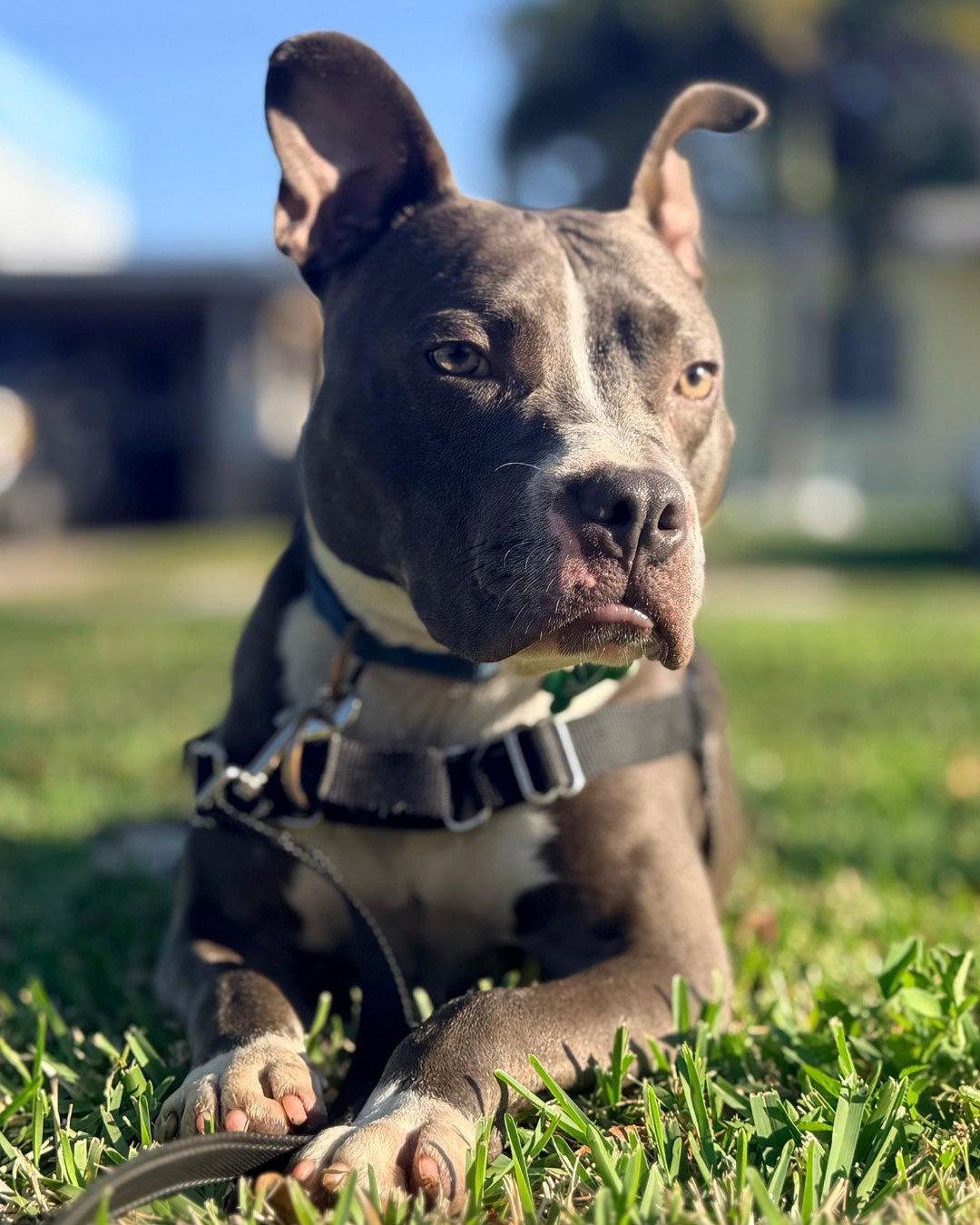 Enlarge Jett, a Adoptable mixed breed in Pompano Beach, FL image 2/3