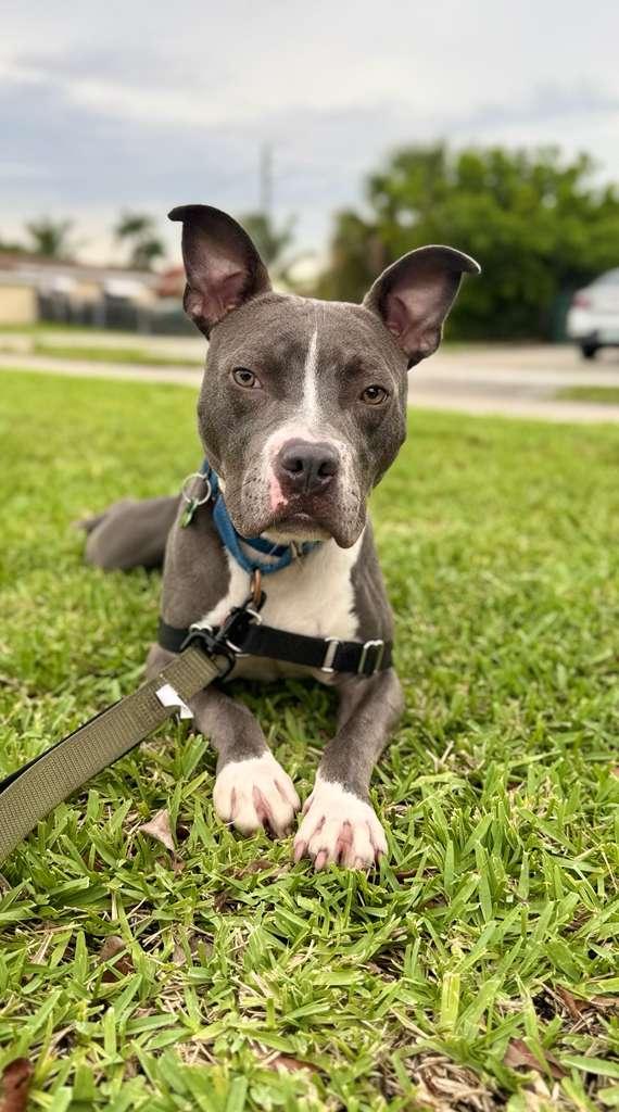 Enlarge Jett, a Adoptable mixed breed in Pompano Beach, FL image 3/3