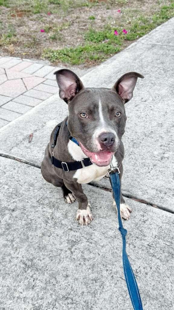 Jett, a Adoptable mixed breed in Pompano Beach, FL image 3/3