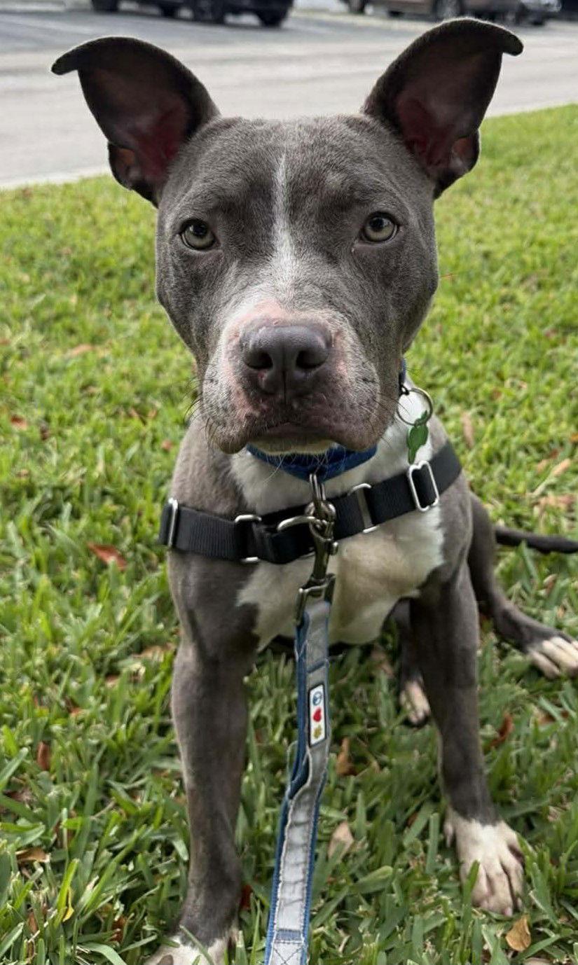 Jett, a Adoptable mixed breed in Pompano Beach, FL image 3/3