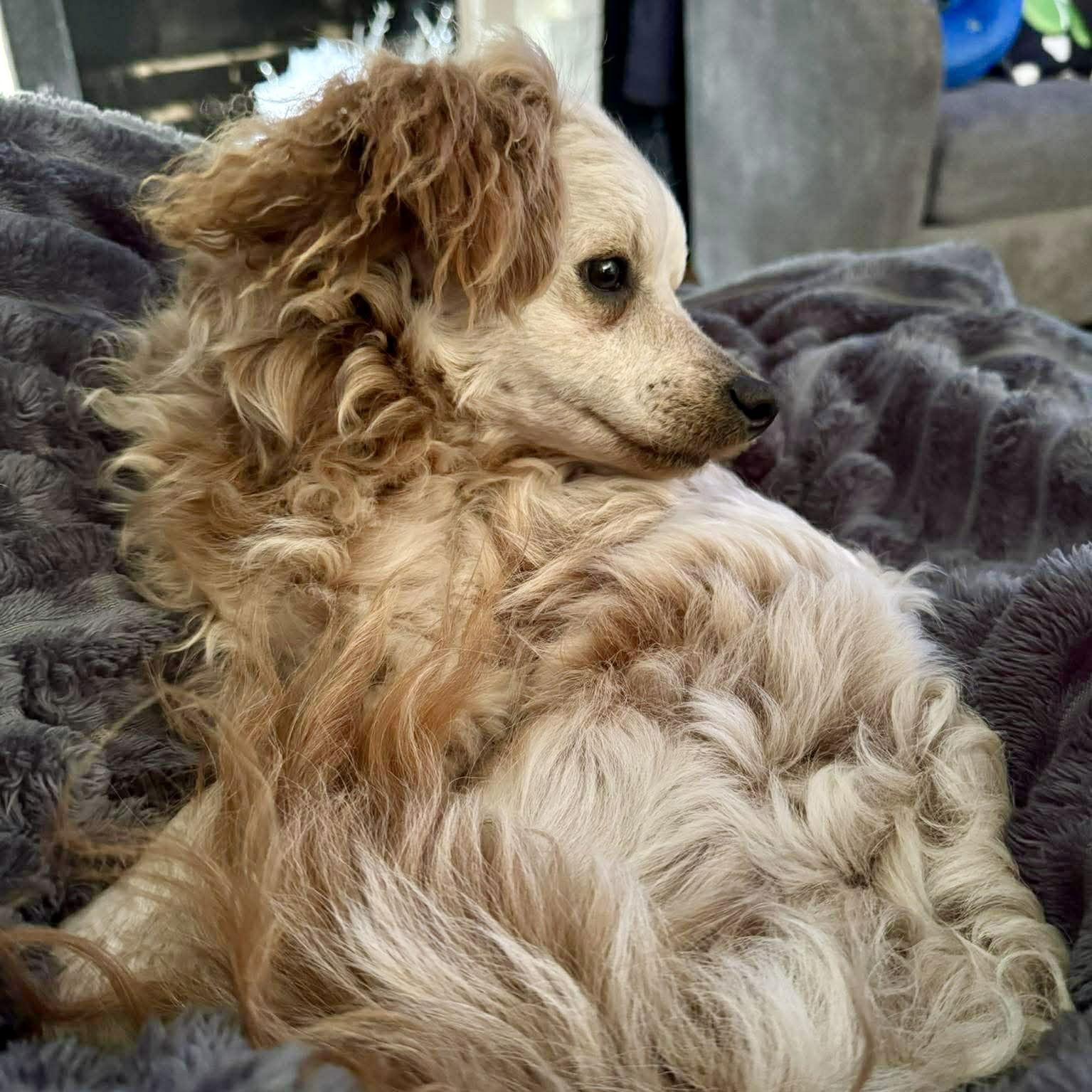 Enlarge Coquito, a Adopted mixed breed in Garner, NC image 3/3
