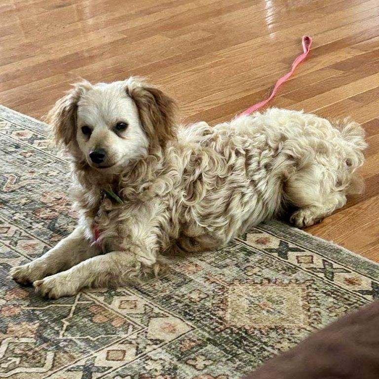 Enlarge Coquito, a Adopted mixed breed in Garner, NC image 2/3
