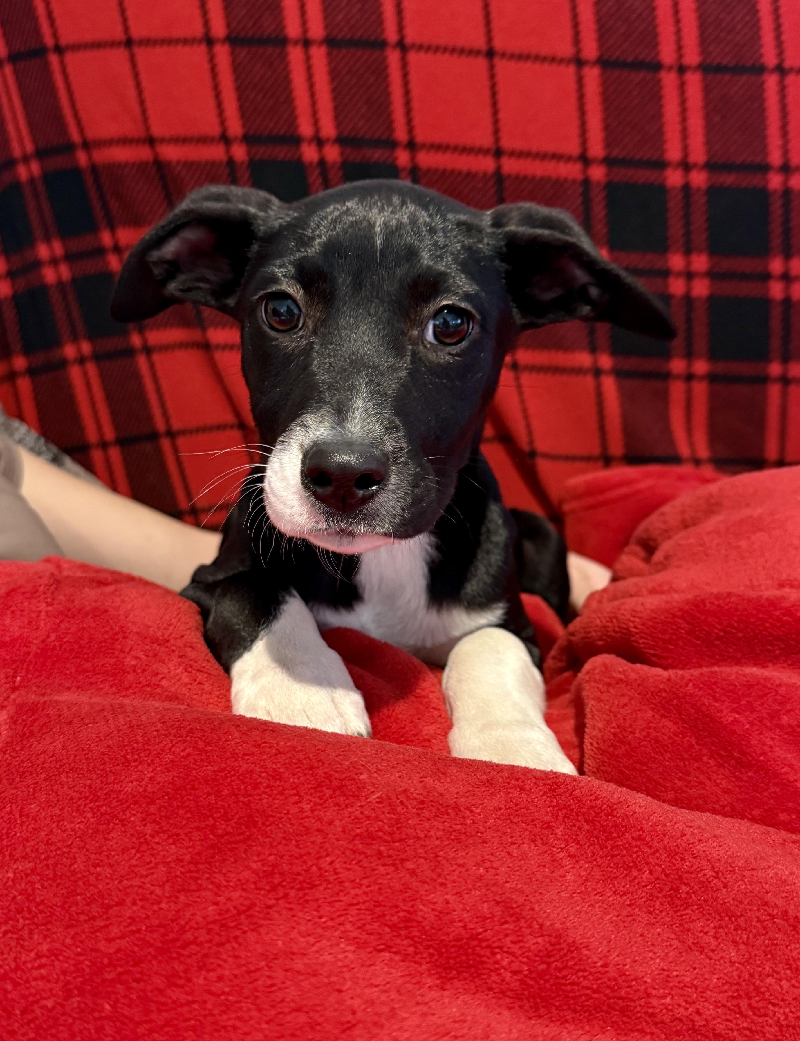 Enlarge Nya, an adopted mixed breed in Hales corners, WI image 2/2