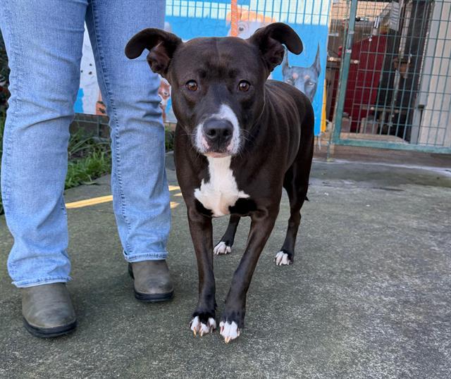 Enlarge BEAUTIFUL, a Adoptable mixed breed in Santa Rosa, CA image 1/1