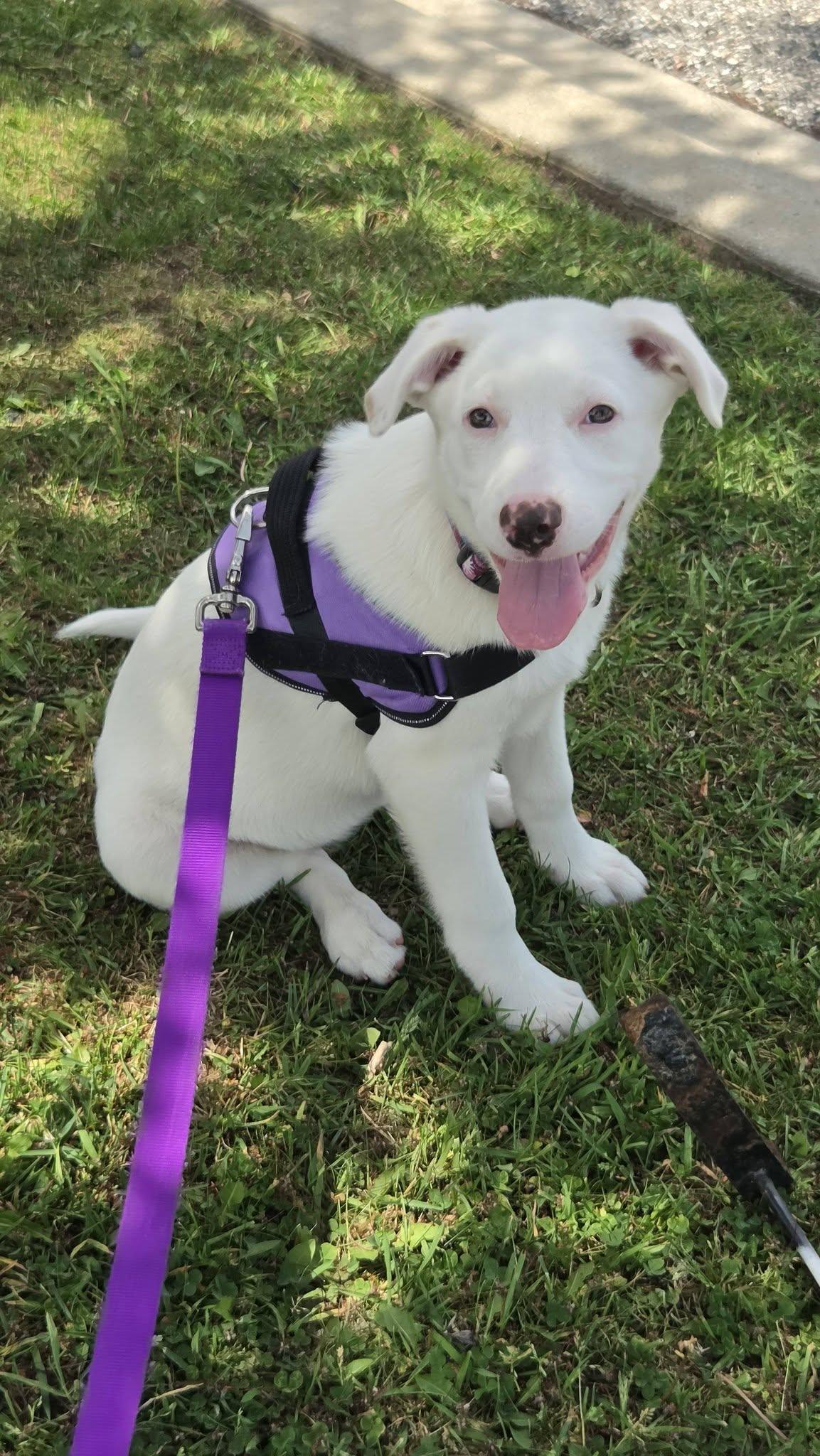 Enlarge Shepherd Puppies, a ADOPTABLE mixed breed in Sterling Heights, MI image 5/6