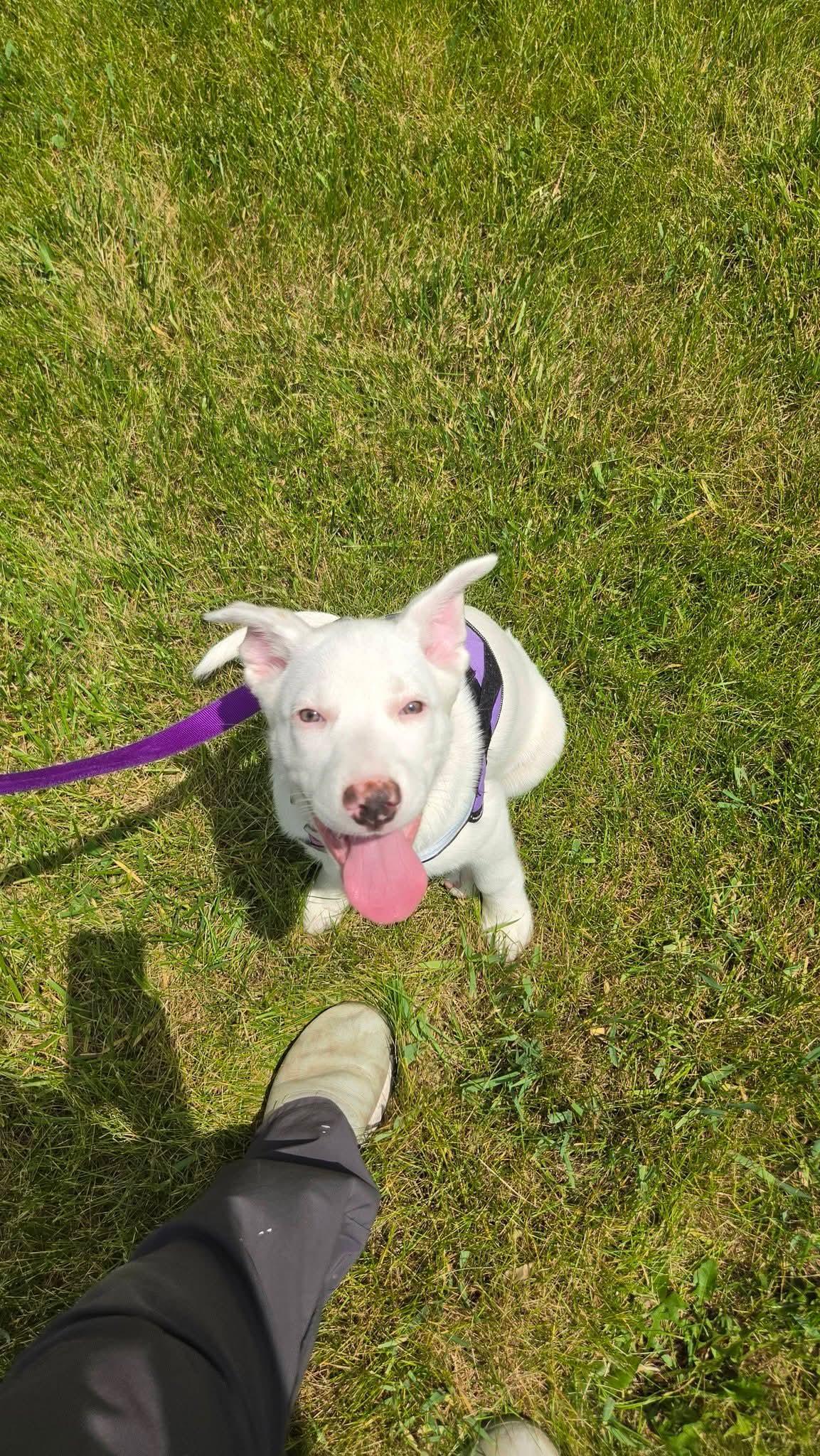 Enlarge Moth, a ADOPTABLE mixed breed in Sterling Heights, MI image 2/6